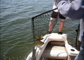 Landing a fish from a Fish N Tales boat
