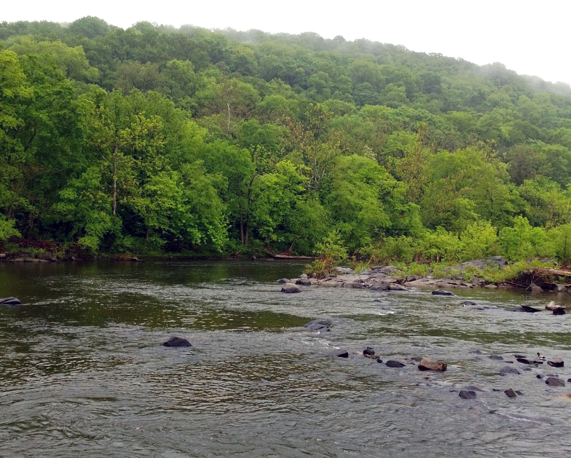 Shallow river and rocky banks surrounded by green woodland